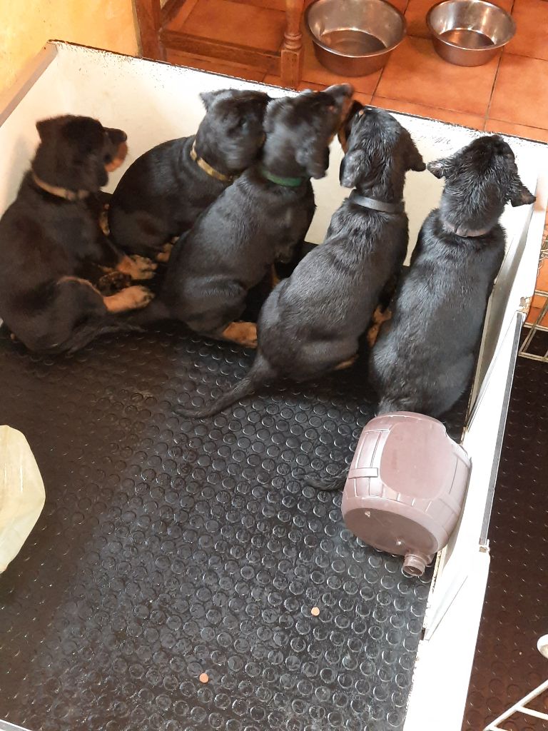 Chiots