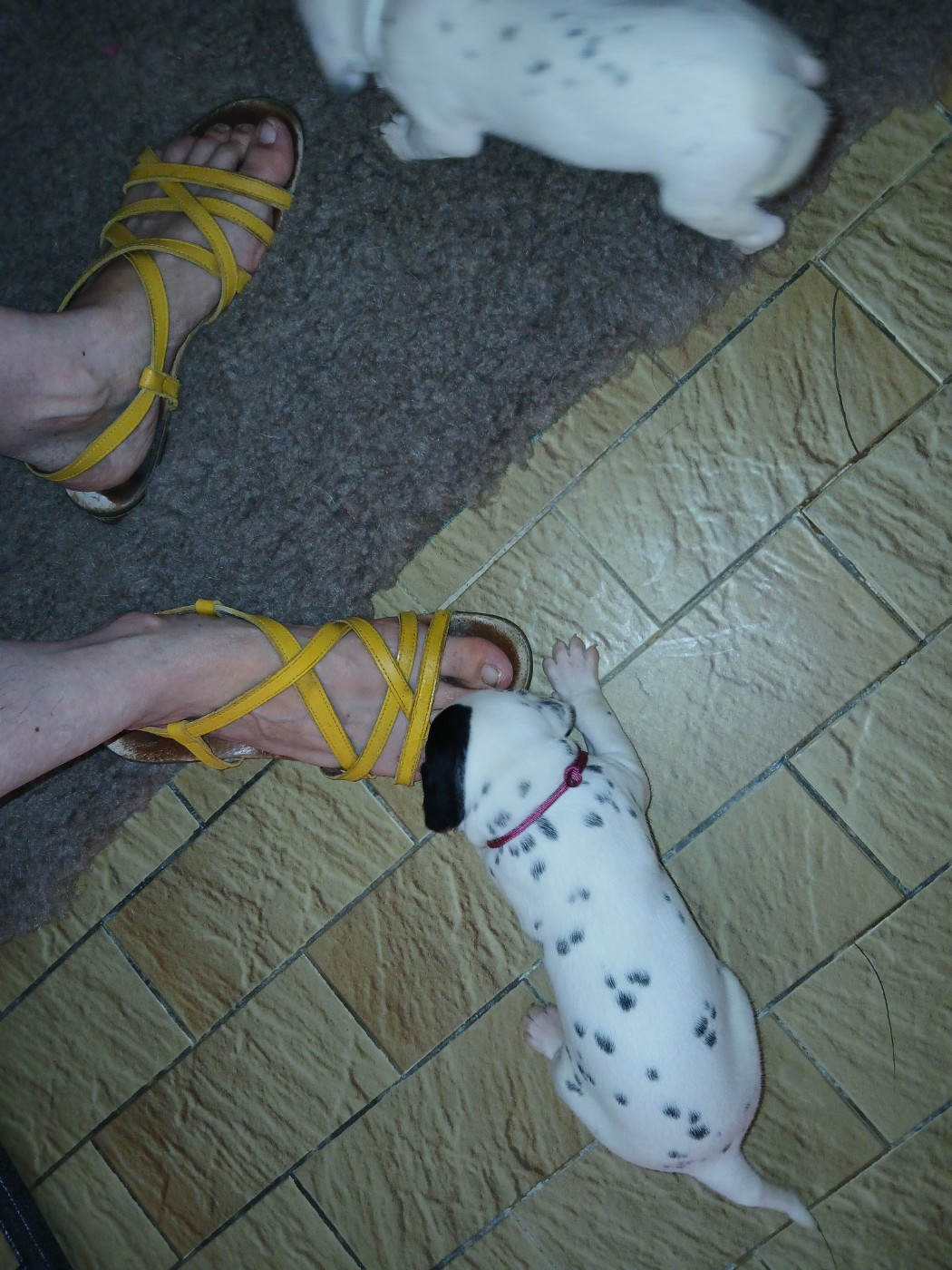Du Lys Du Presbytere - Chiots disponibles - Dalmatien