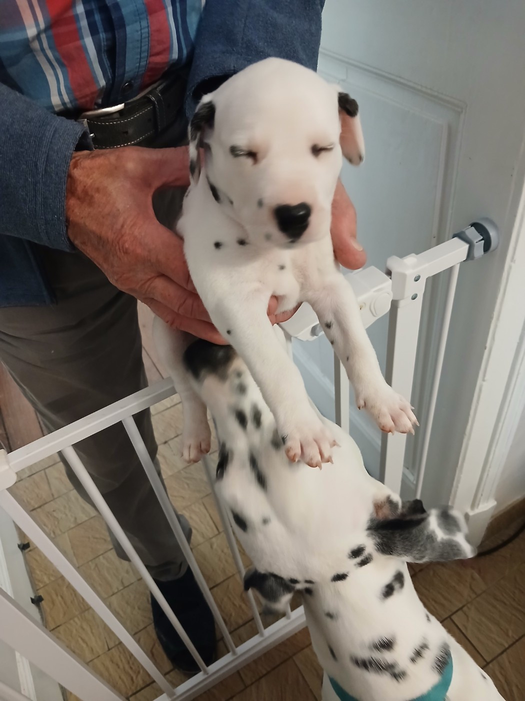 Du Lys Du Presbytere - Chiots disponibles - Dalmatien