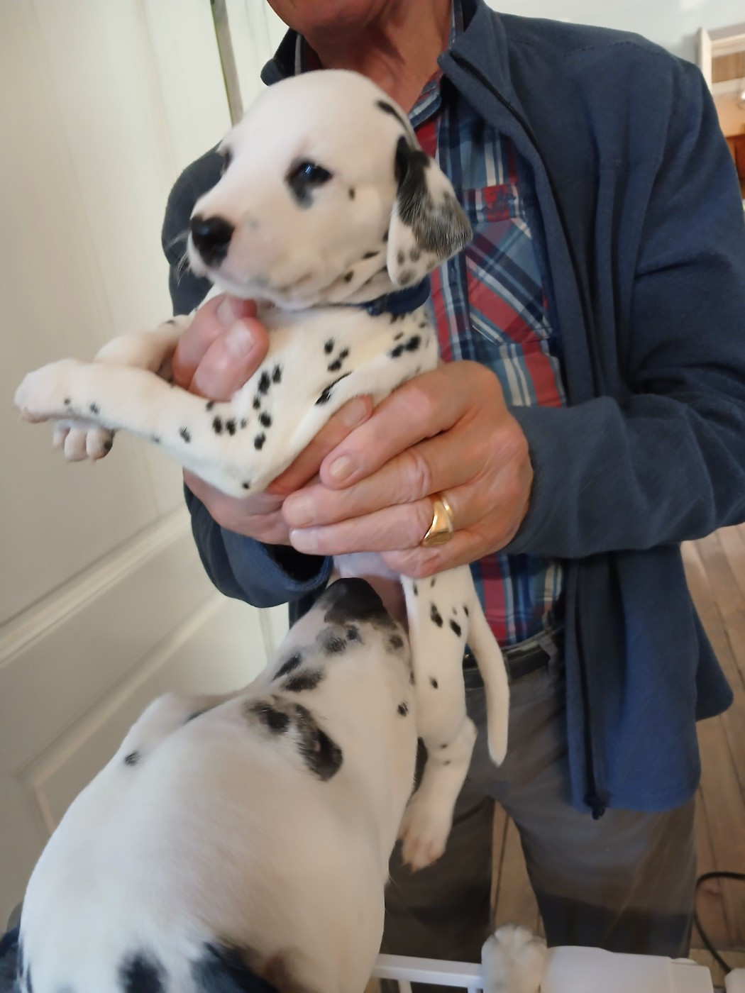 Du Lys Du Presbytere - Chiots disponibles - Dalmatien
