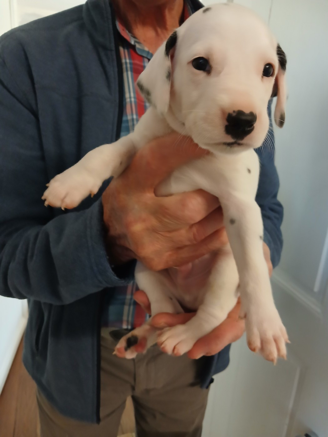 Du Lys Du Presbytere - Chiots disponibles - Dalmatien