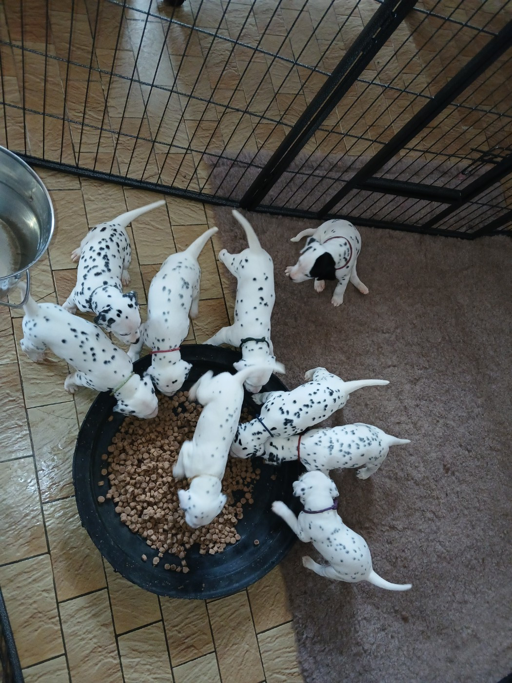 Chiot Dalmatien Du Lys Du Presbytere